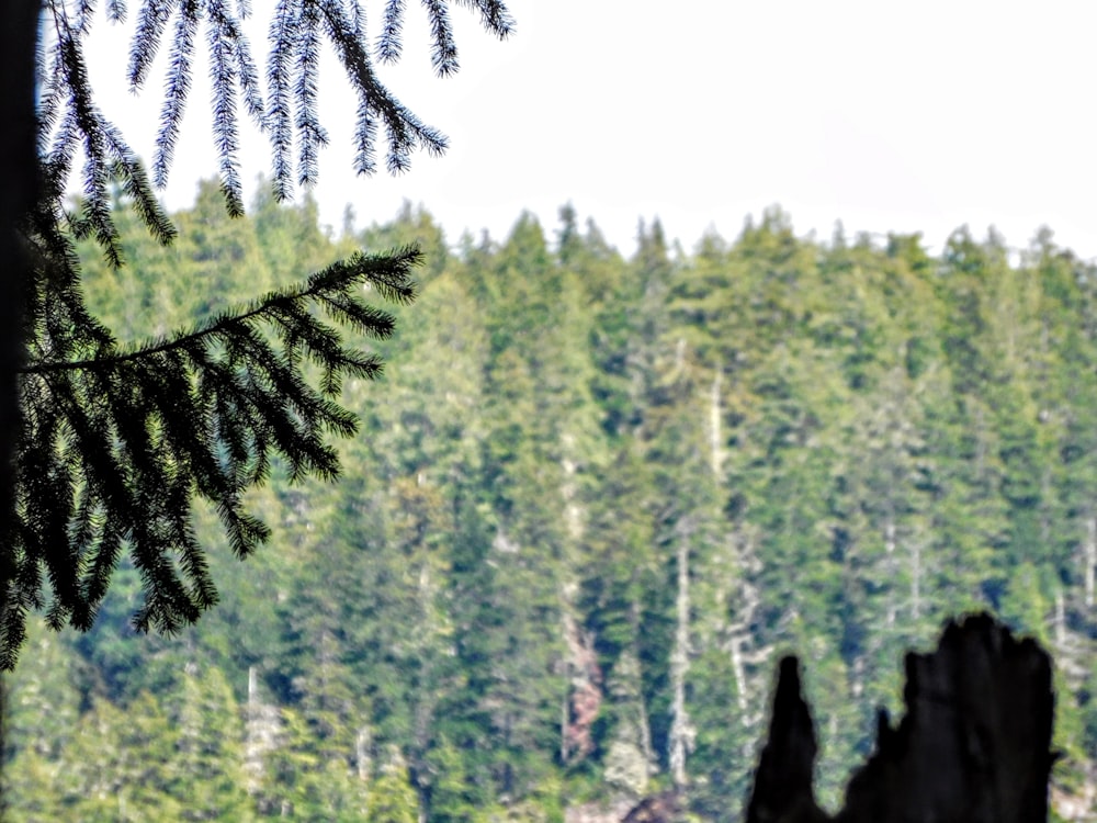 a view of a forest from a distance