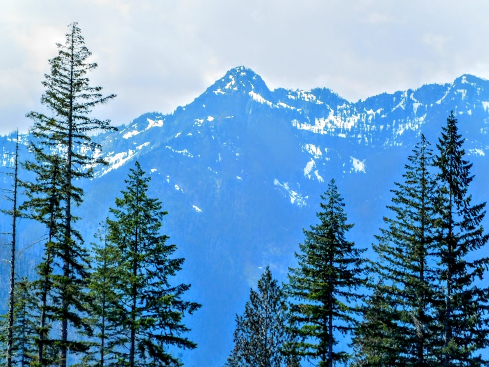 Un gruppo di alberi con una montagna sullo sfondo