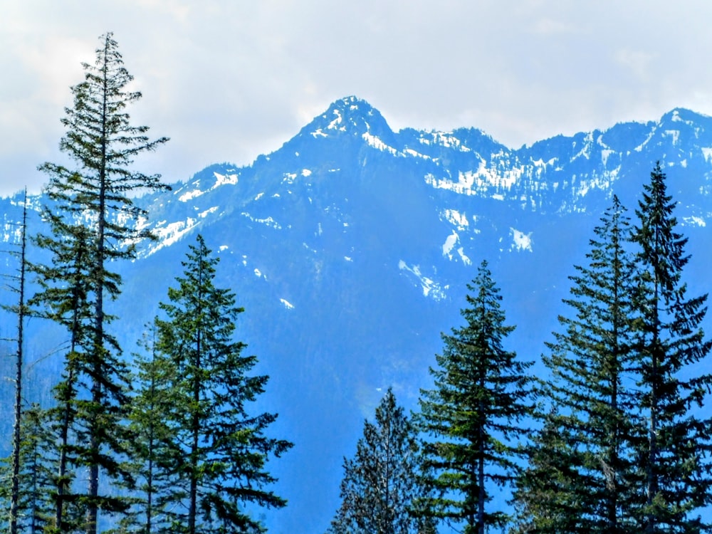 a group of trees with a mountain in the background