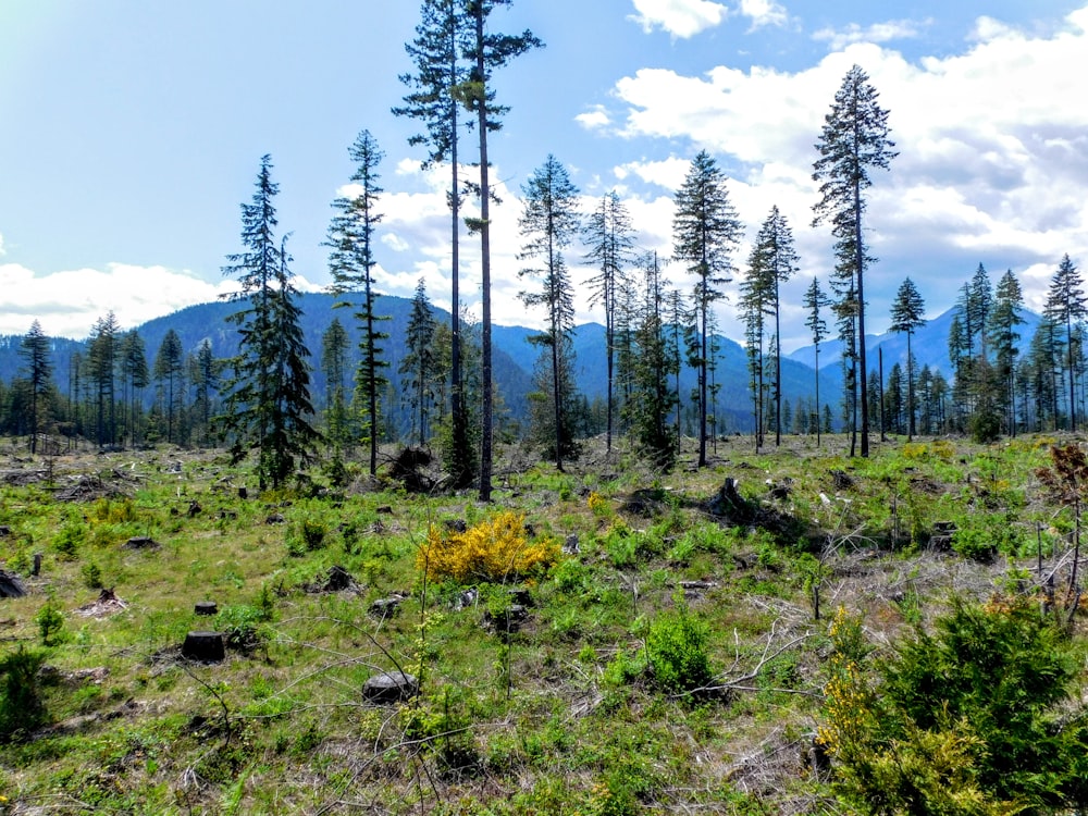 una zona erbosa con alberi e montagne sullo sfondo