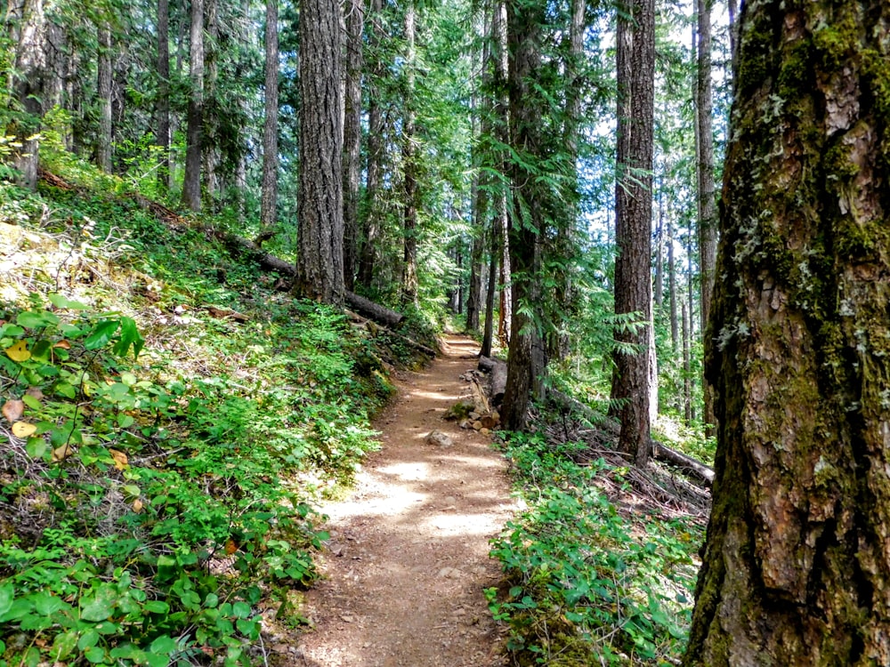 Un sentiero nel mezzo di una foresta con molti alberi