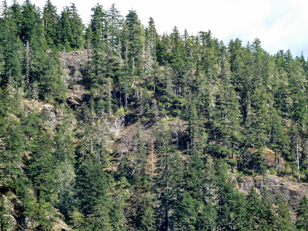 una montagna con molti alberi su di essa