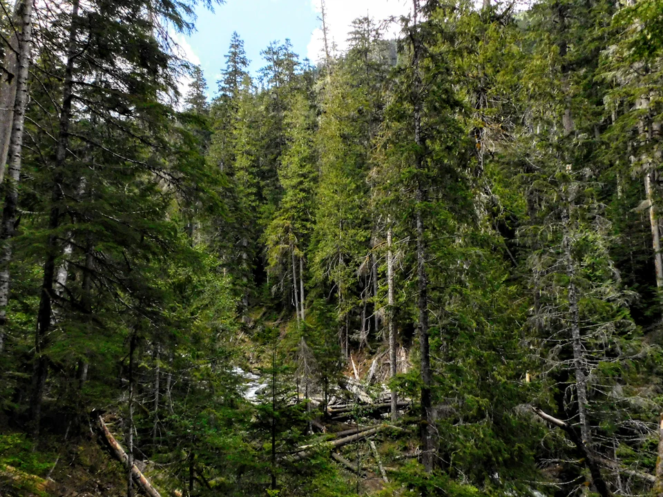 Dense forest with tall, green trees reaching towards the sky from ground level