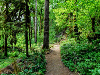a trail in the middle of a forest with lots of trees