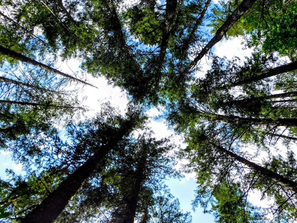 un gruppo di alberi ad alto fusto in piedi uno accanto all'altro