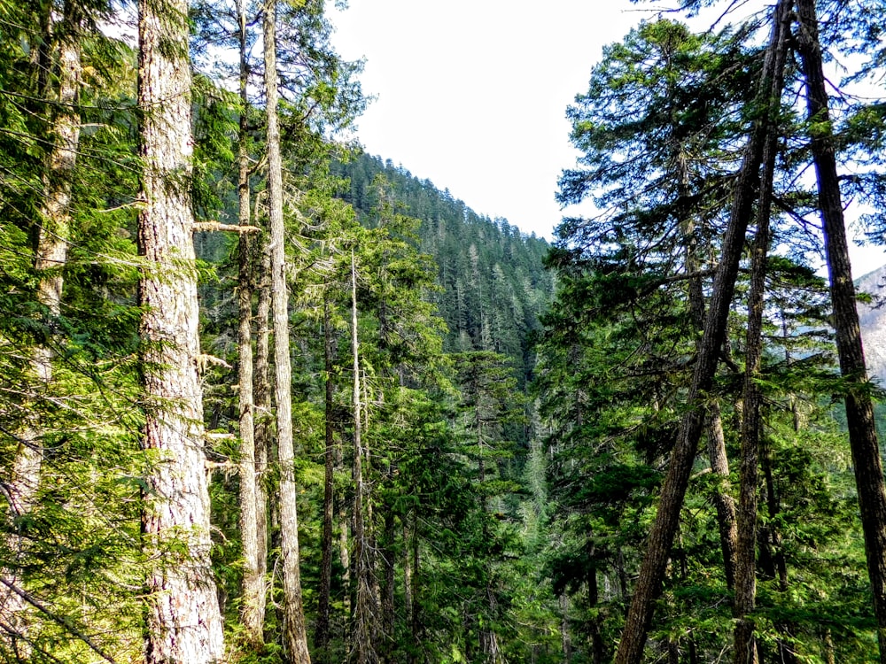 Una foresta piena di alti alberi verdi