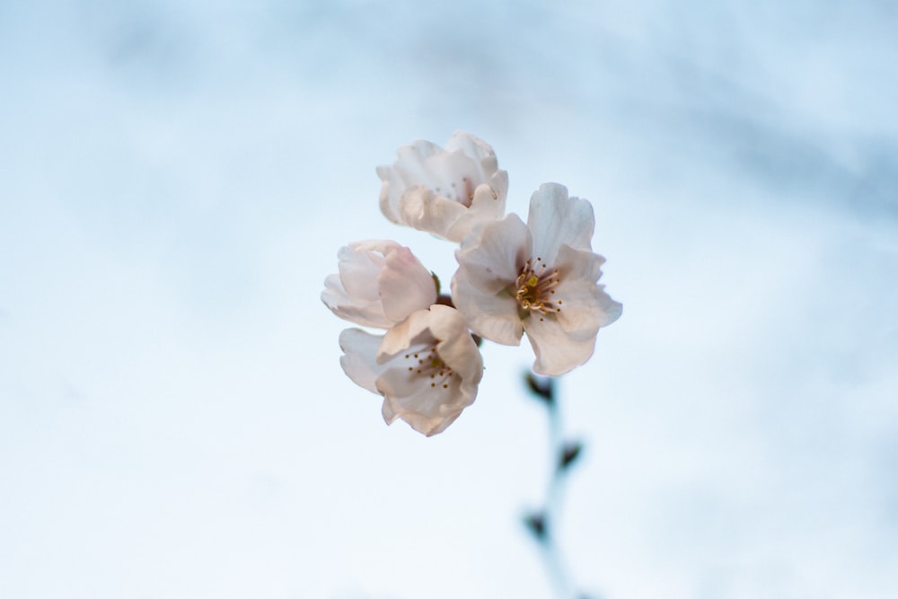 a close up of a flower with a sky background