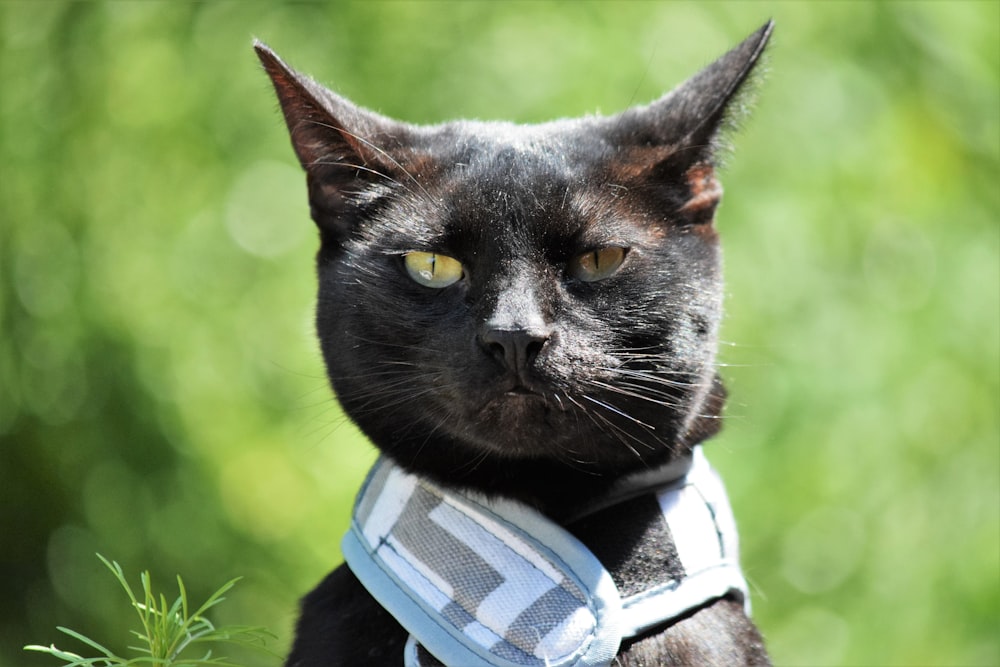 a black cat wearing a blue and white collar