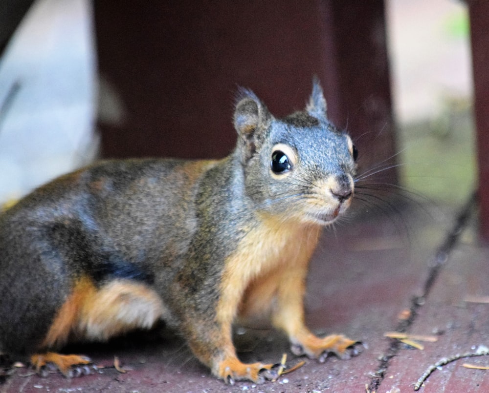 a squirrel sitting on the ground next to a fence