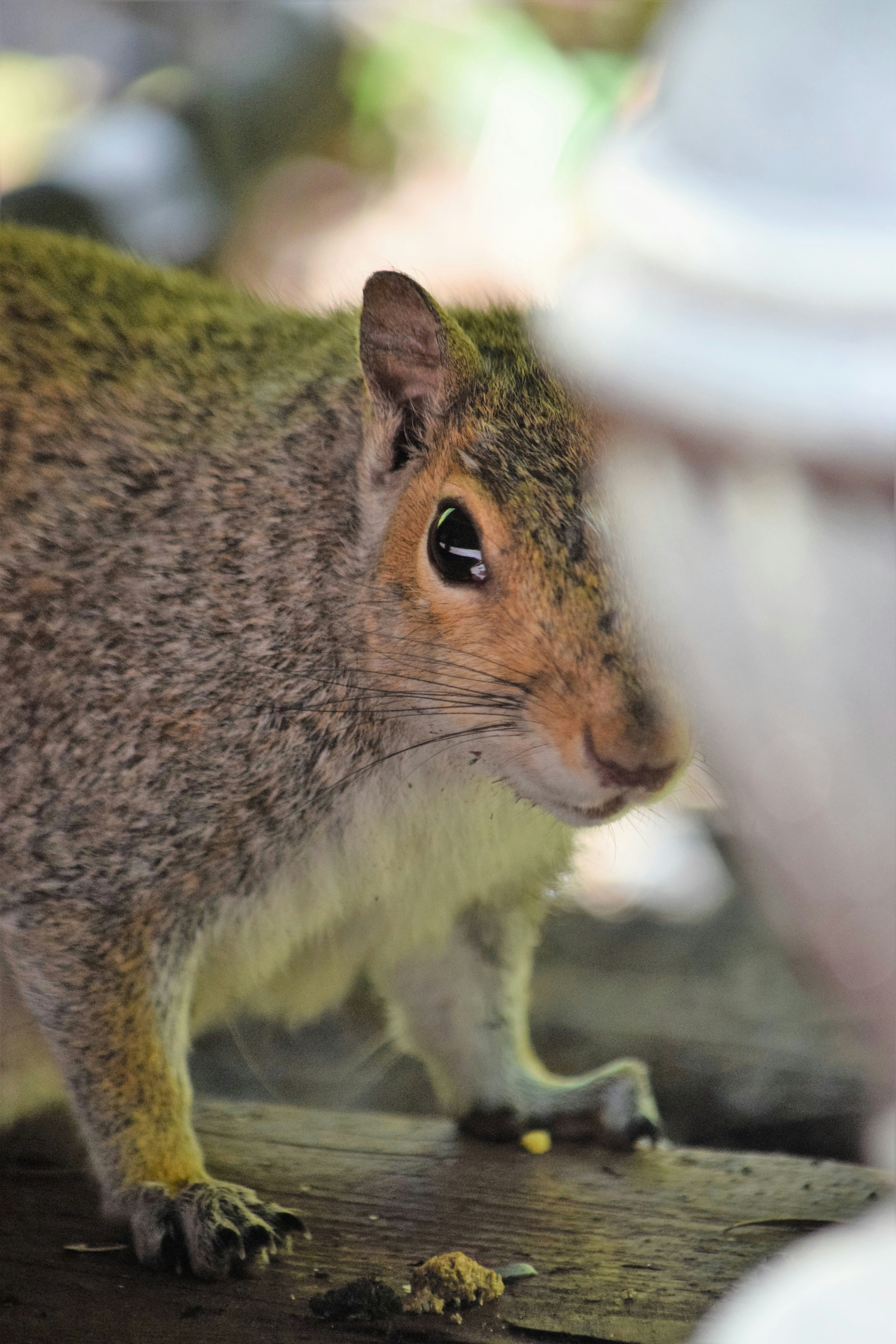 a close up of a small animal on a table