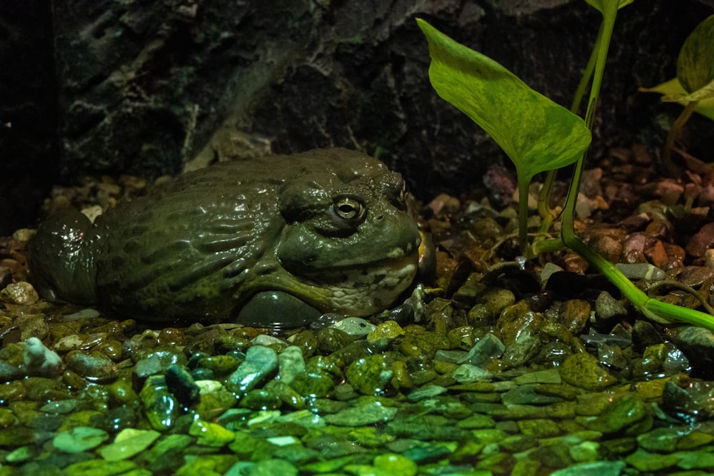 a frog that is sitting on some rocks