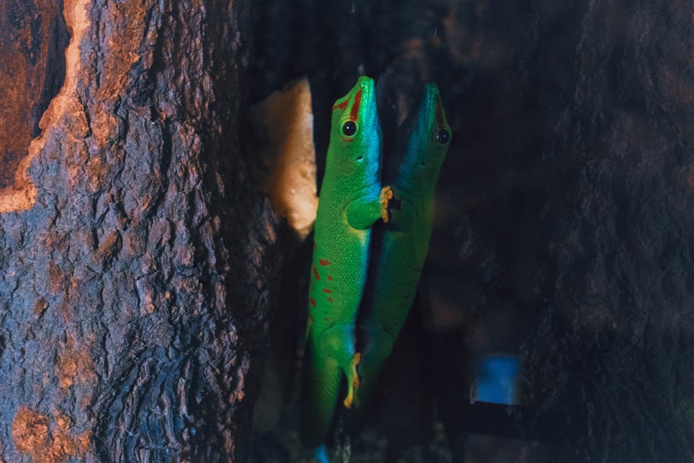 a couple of green lizards hanging out of a tree
