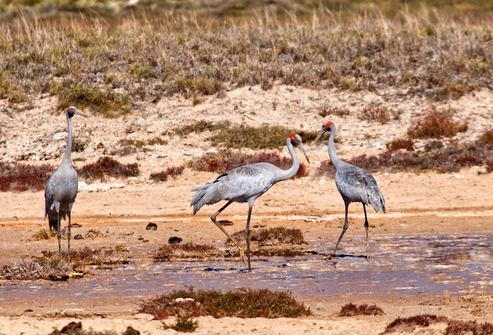 a group of birds standing on top of a sandy beach