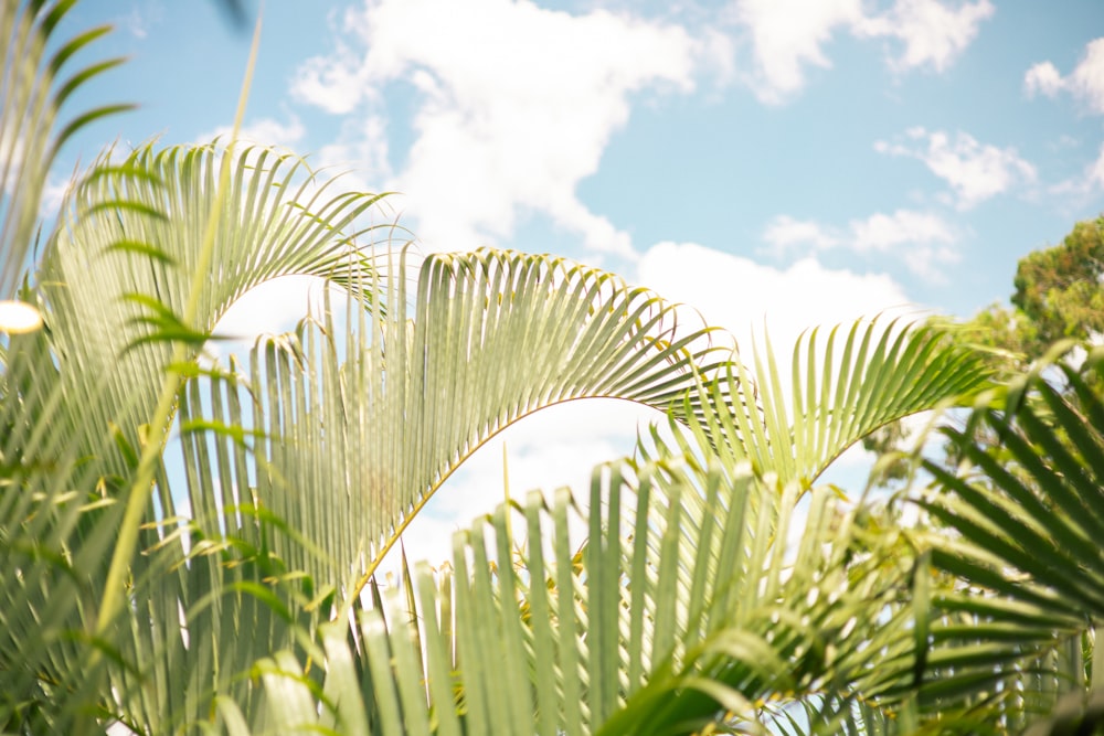 a close up of a palm tree with clouds in the background