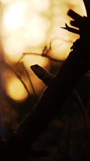 Sunset casting golden light over Komodo dragons resting on rocky terrain.