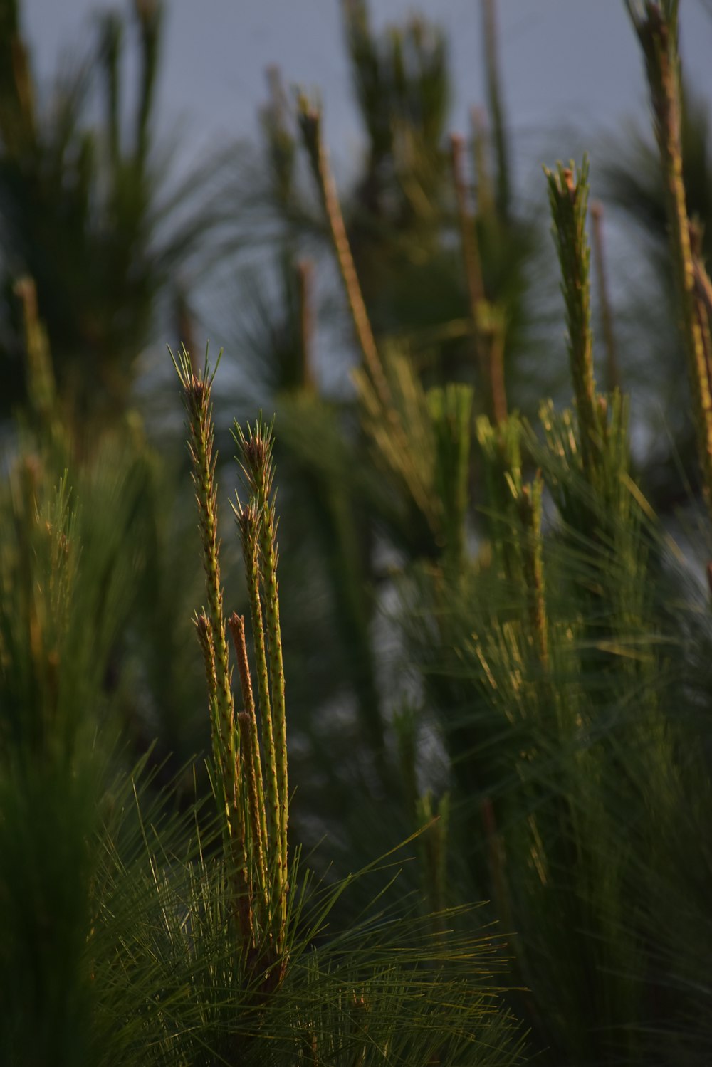 a bird perched on top of a pine tree