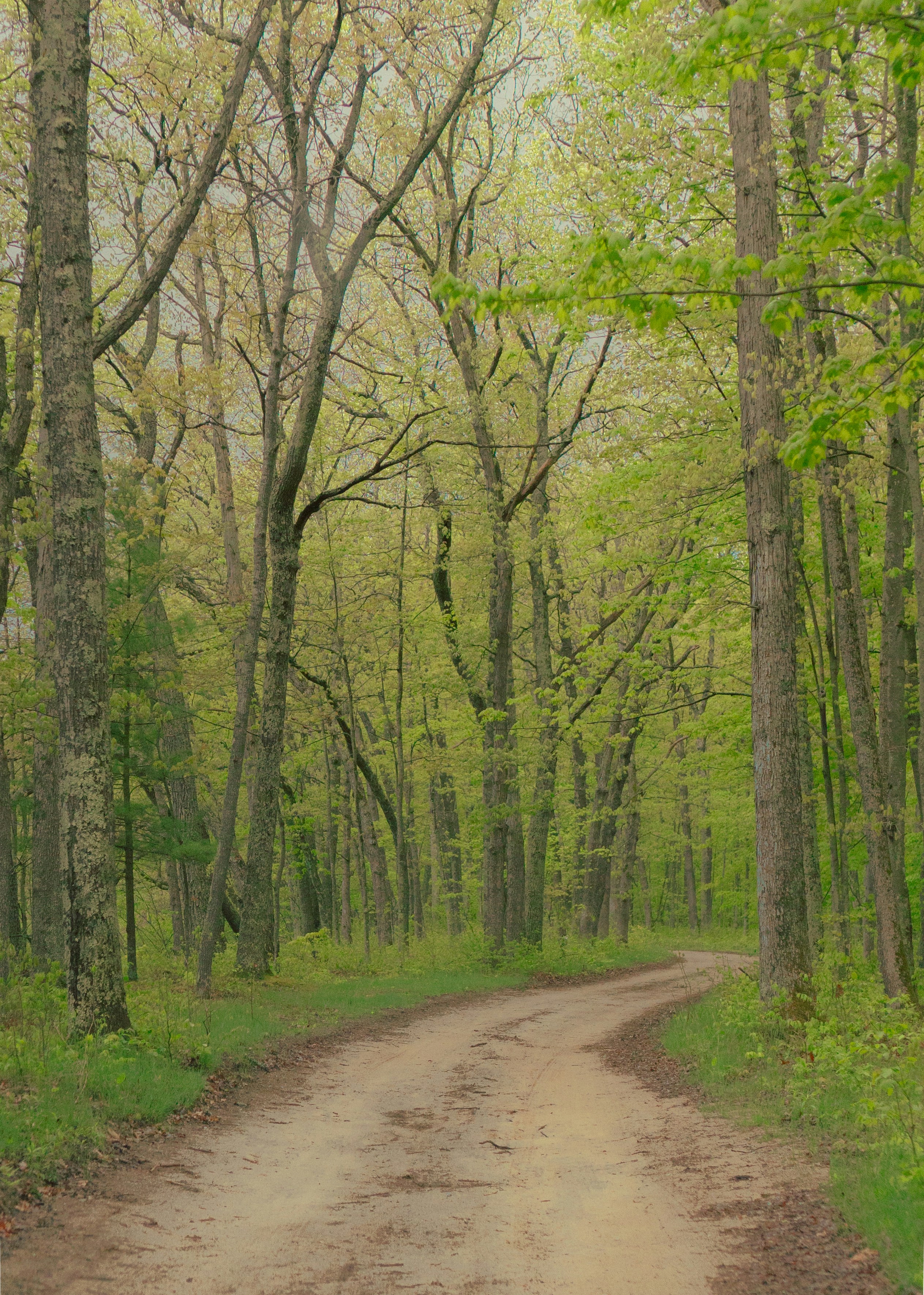 a dirt road in the middle of a forest