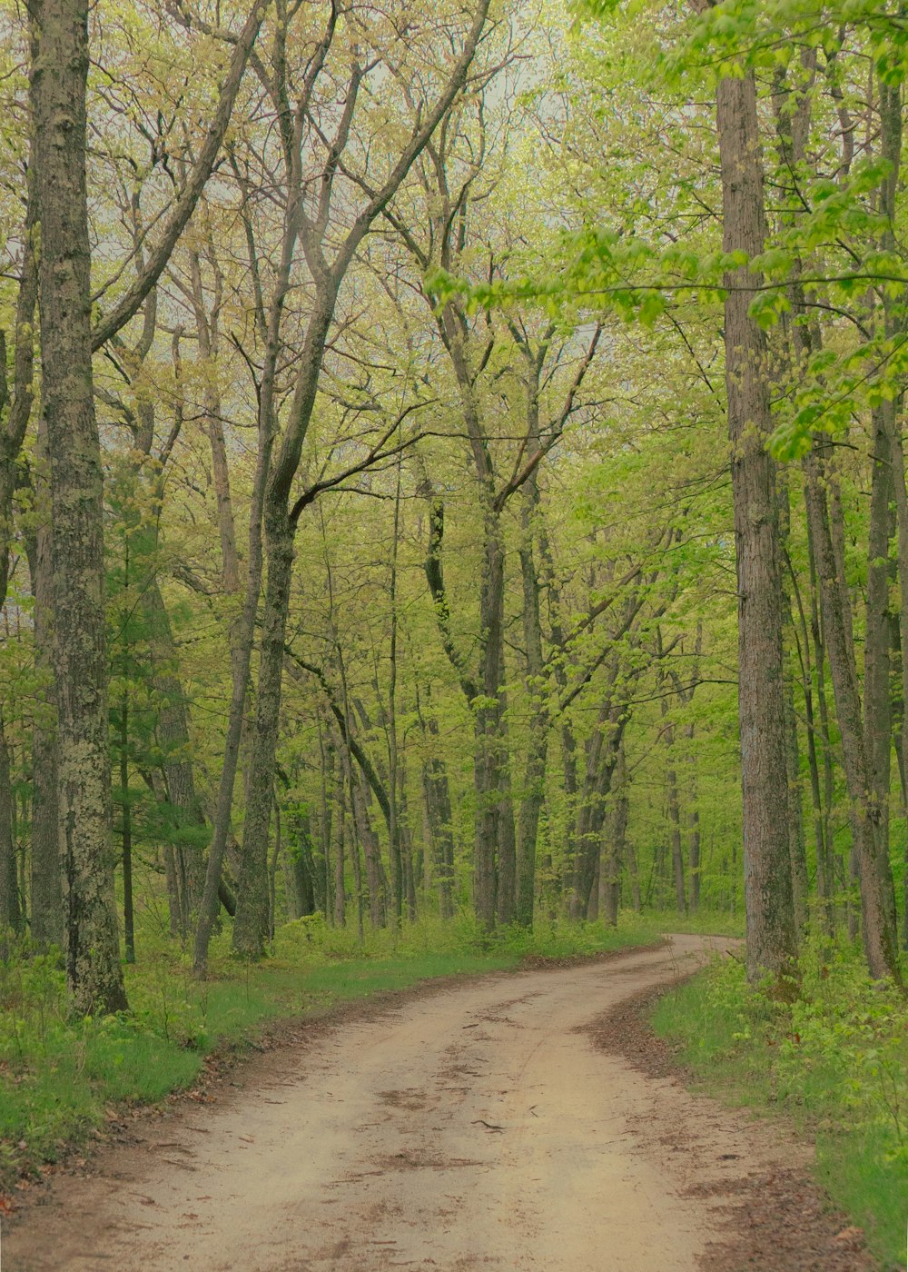 a dirt road in the middle of a forest