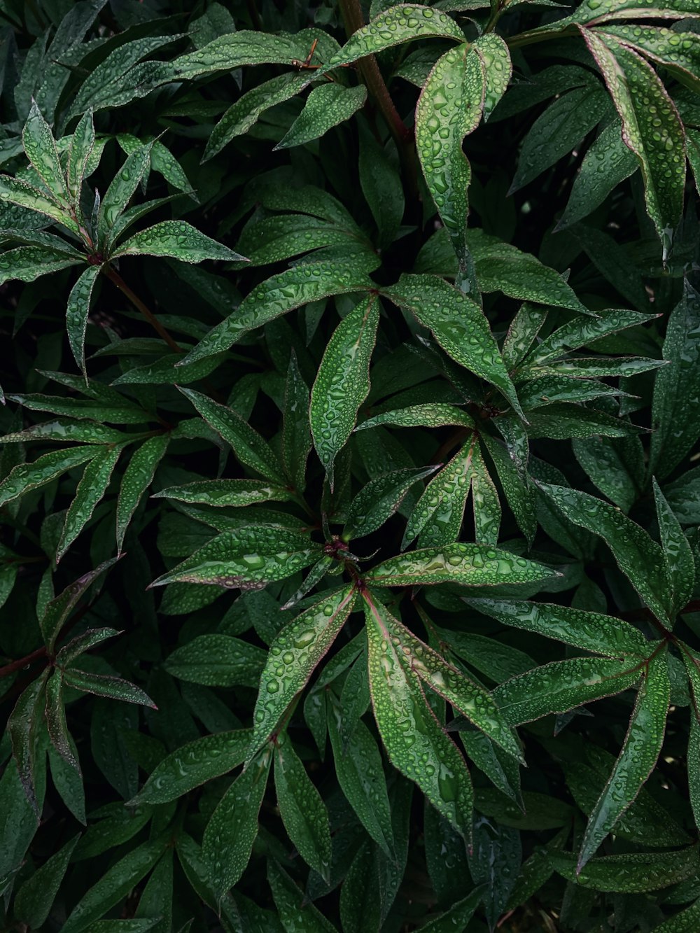 a close up of a plant with green leaves