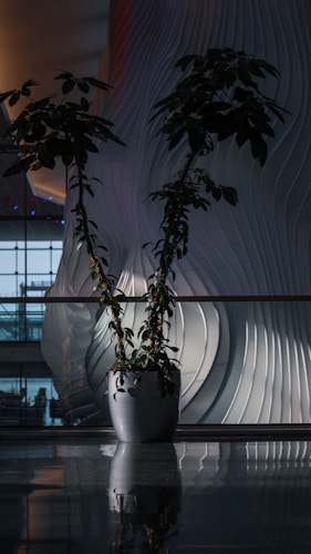 A potted plant with two tall, leafy branches is placed indoors against a backdrop of intricately designed, wavy white structures. The setting provides a modern and artistic ambiance. The floor appears shiny, reflecting light and shadows, and there are distant architectural details visible through windows.