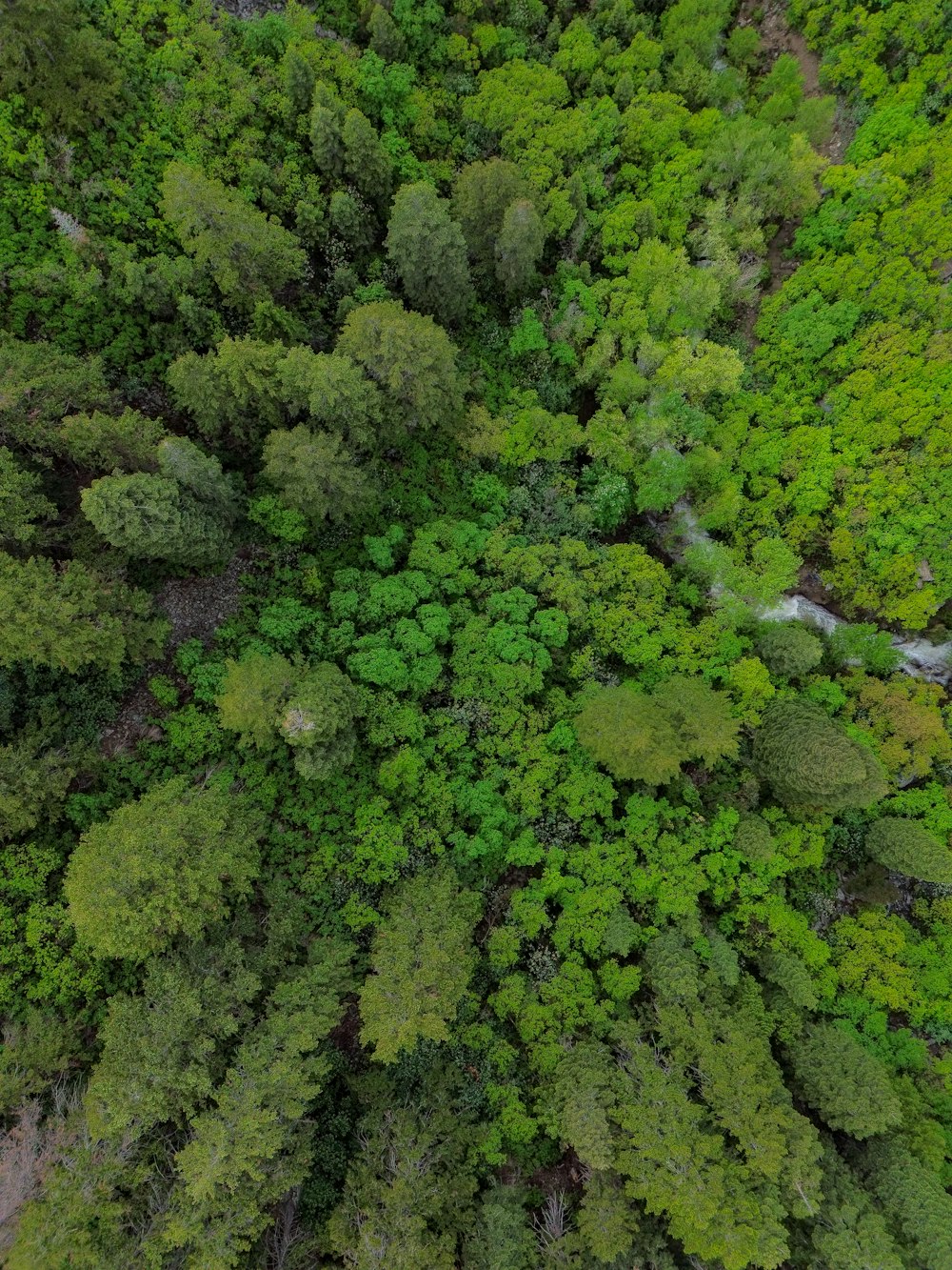 an aerial view of a forest with lots of trees