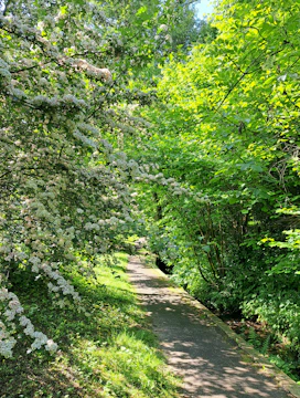 A peaceful garden path shaded by arching plumeria branches with delicate white blossoms.