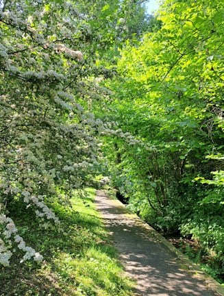 A serene garden path lined with blooming wildflowers and dappled sunlight.