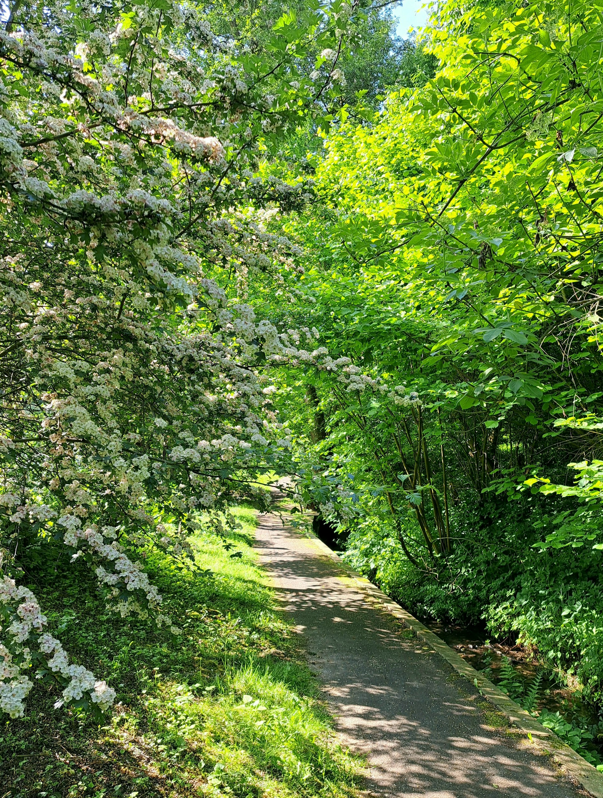 A peaceful pathway leading to the temple entrance, lined with trees and soft sunlight filtering through the leaves.