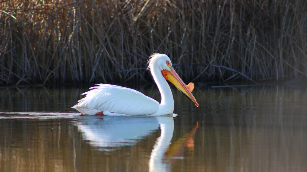 a large white bird floating on top of a lake