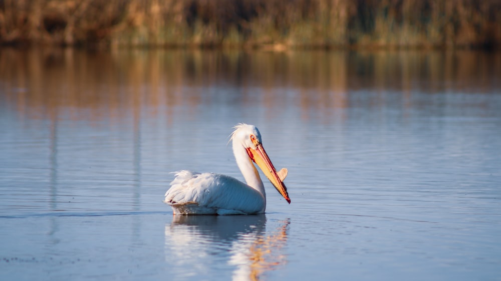 a large white bird floating on top of a lake