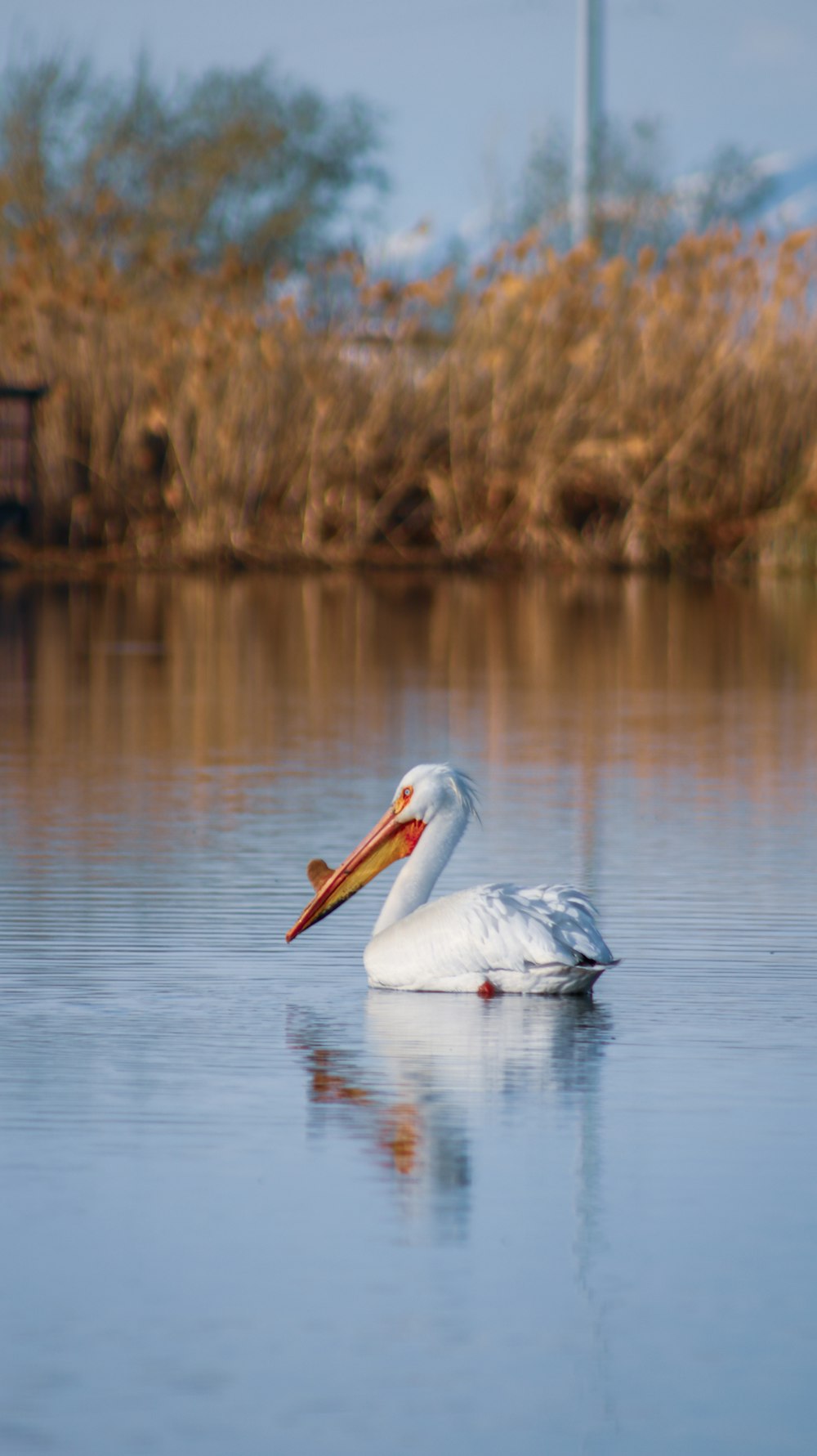 a large white bird floating on top of a lake