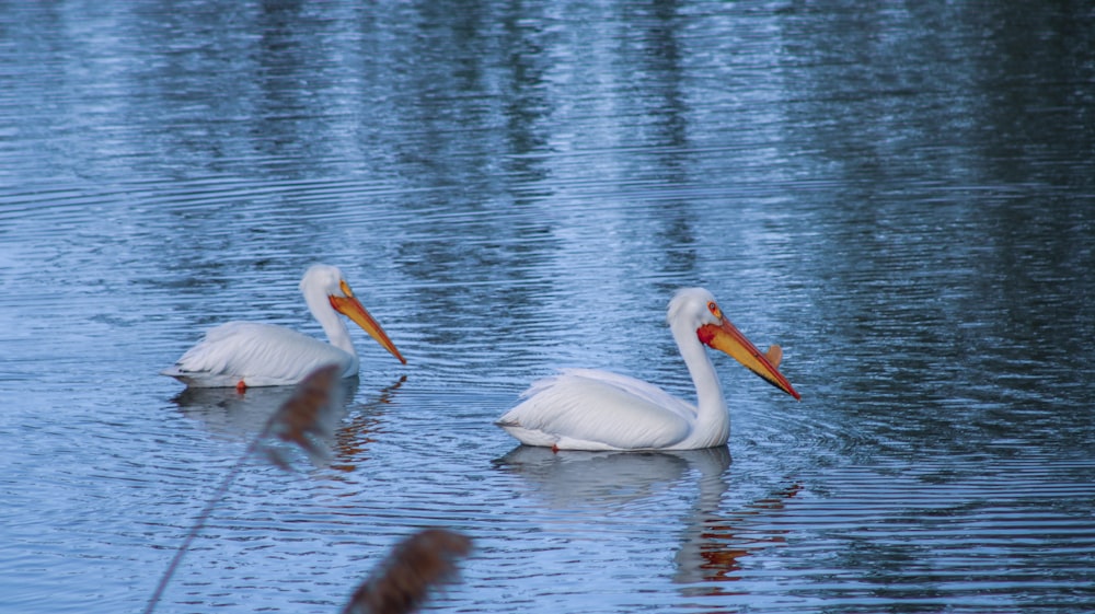 a couple of white birds floating on top of a lake