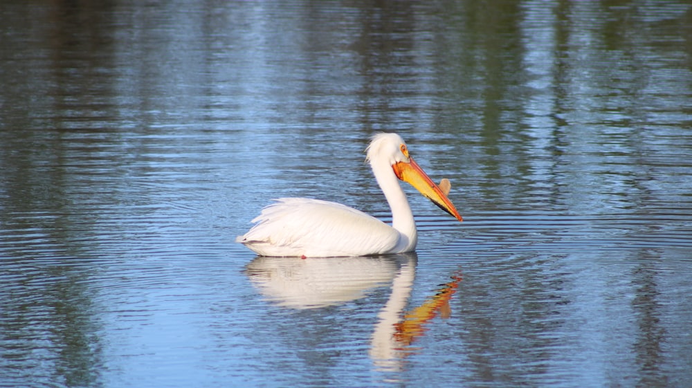 a white bird with a long beak swimming in a lake