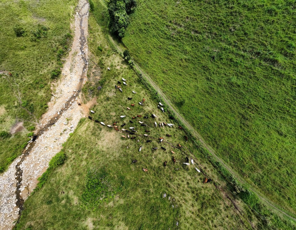 a herd of cattle grazing on a lush green hillside