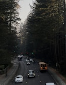 A two-lane road surrounded by tall evergreen trees, with several vehicles, including a school bus, cars, and a van, traveling along it. Traffic lights are visible in the distance amidst the forest setting.