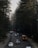 A two-lane road surrounded by tall evergreen trees, with several vehicles, including a school bus, cars, and a van, traveling along it. Traffic lights are visible in the distance amidst the forest setting.