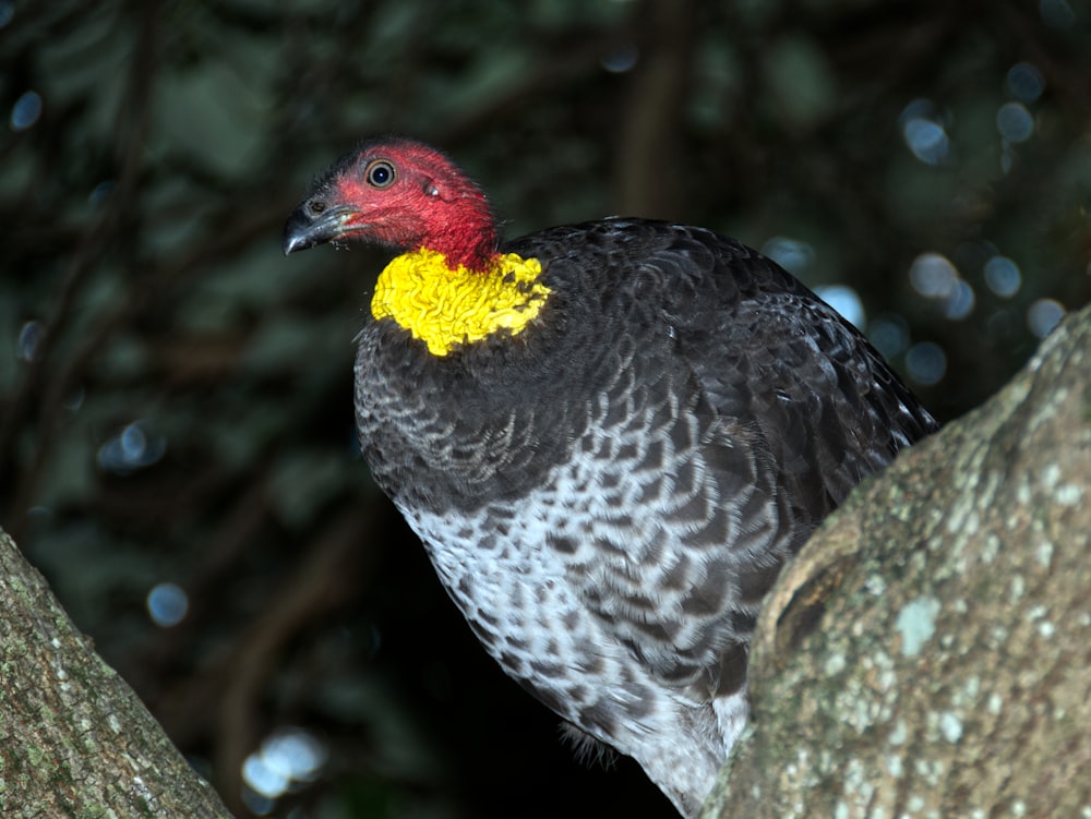 a close up of a bird on a tree branch