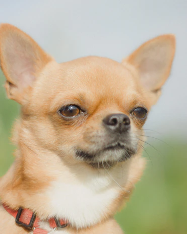 A close-up of a stylish collar on a small dog, showing details clearly.