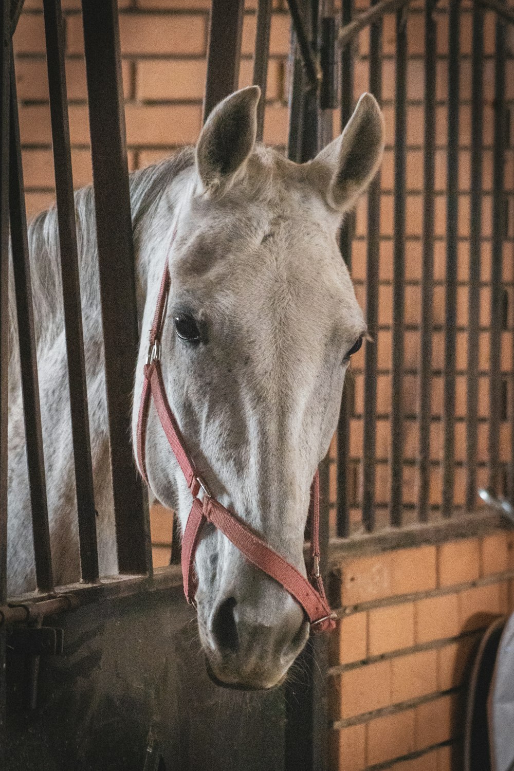 a white horse standing next to a brick wall