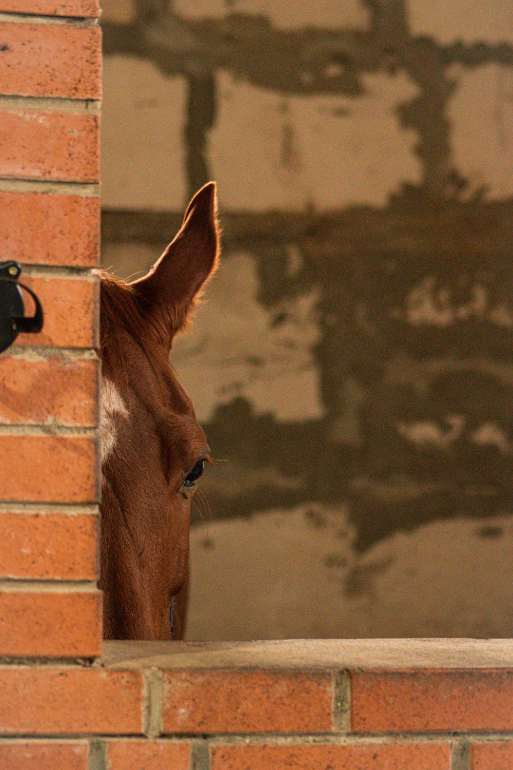 a brown horse sticking its head out of a brick wall