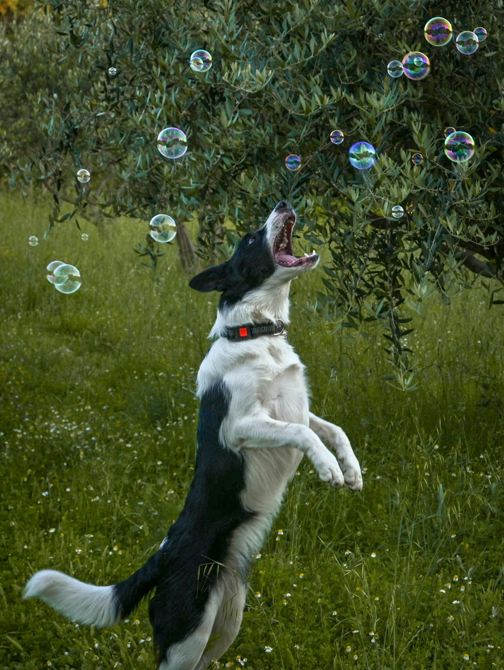 a black and white dog jumping in the air to catch a bubble