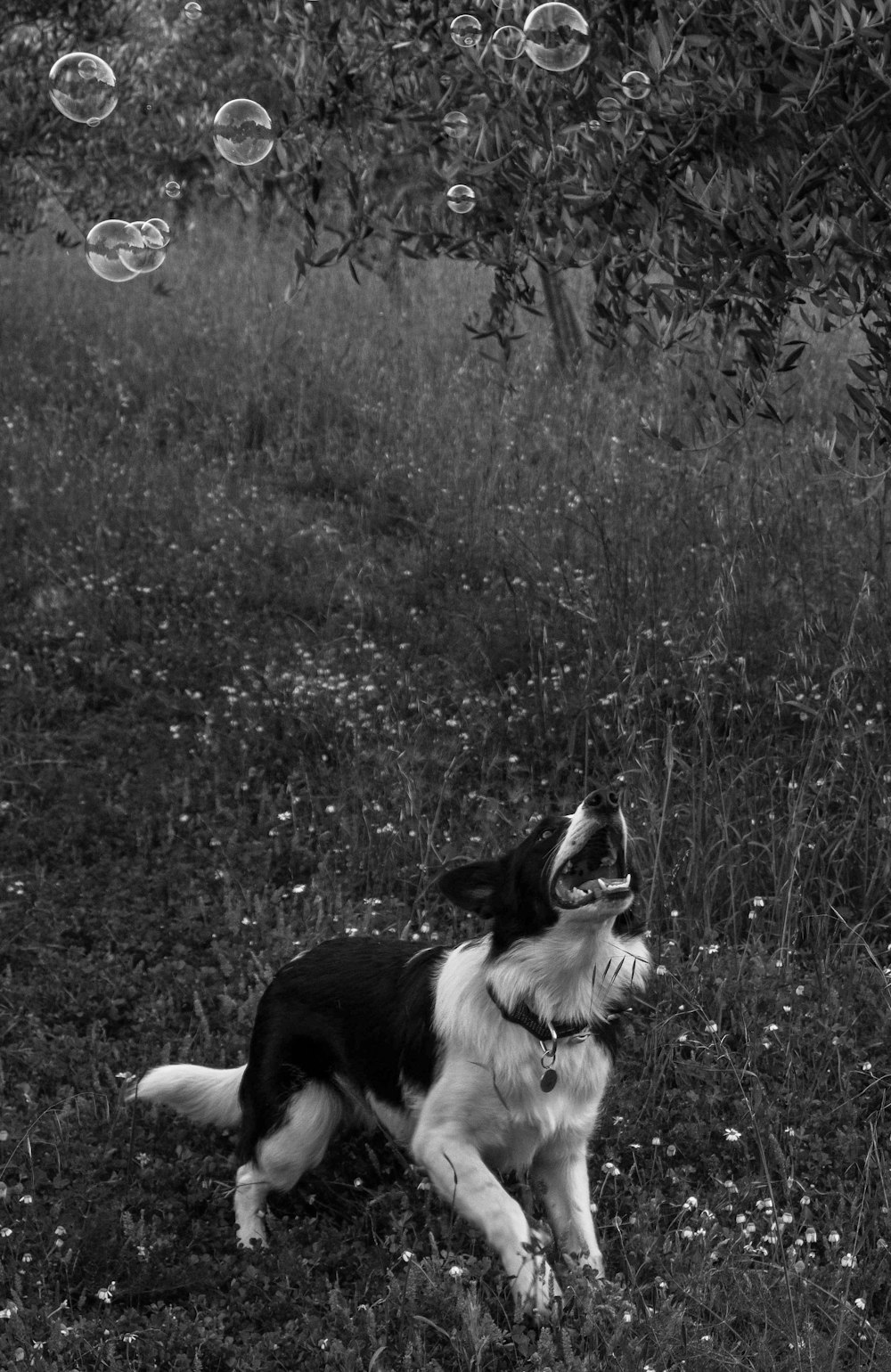 a black and white photo of a dog playing with bubbles