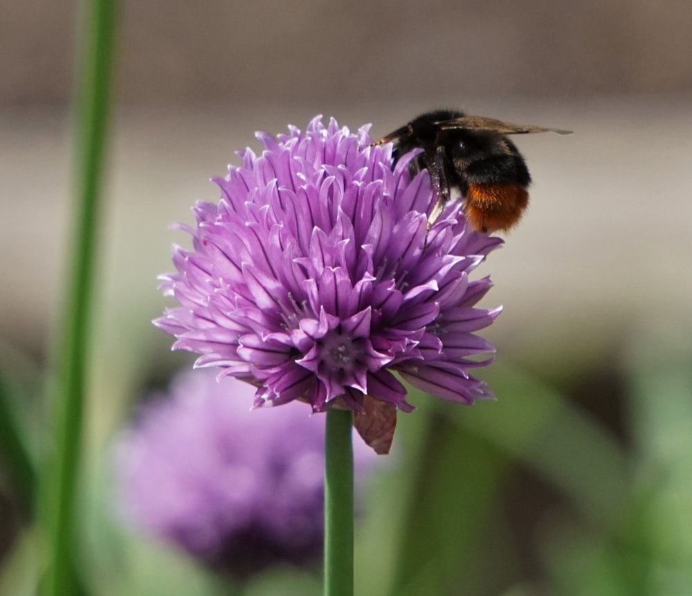 a bee is sitting on a purple flower