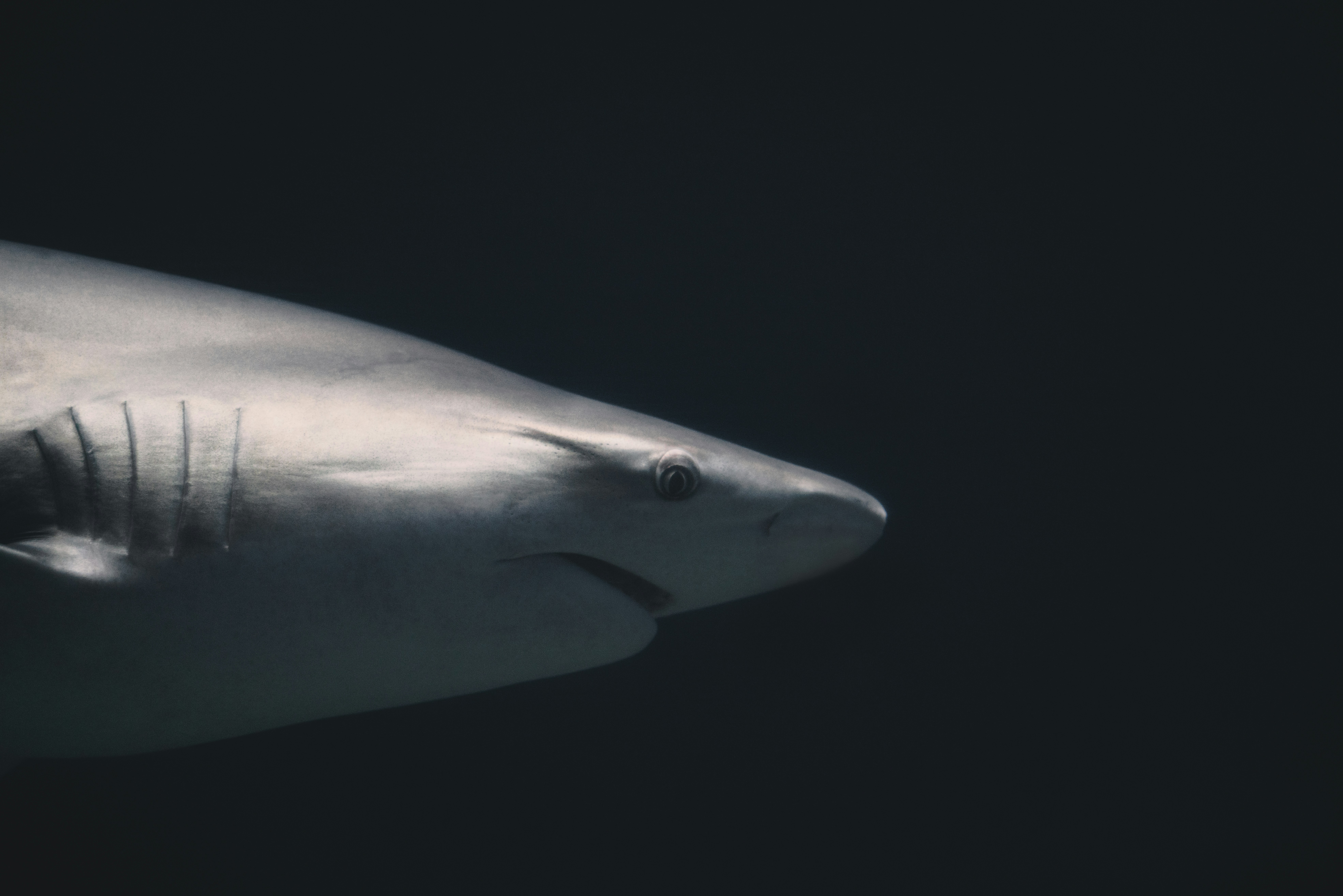 a close up of a shark in the water