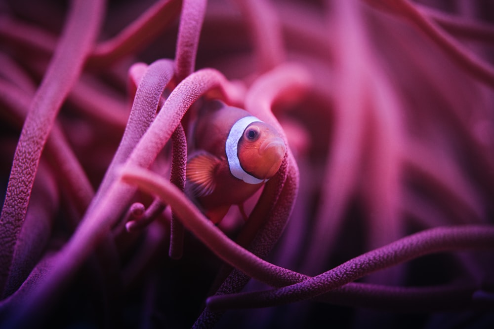 a clown fish peeking out of a pink sea anemone