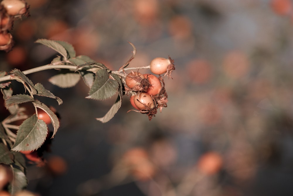 a bunch of berries hanging from a tree branch