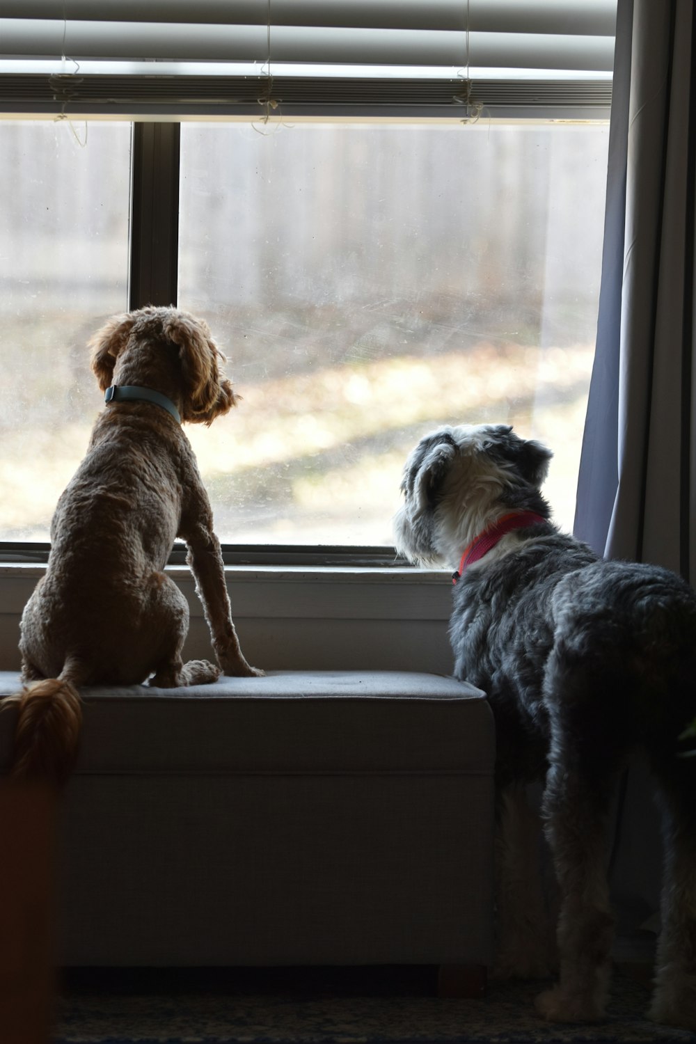 a couple of dogs sitting on top of a window sill