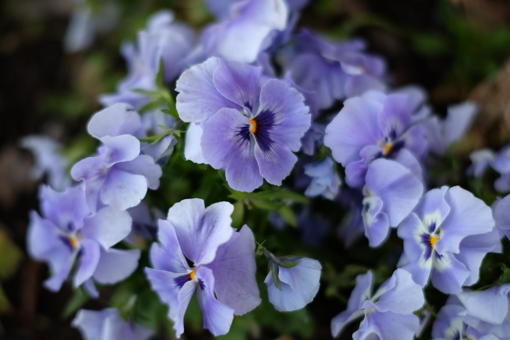 a bunch of purple flowers that are blooming