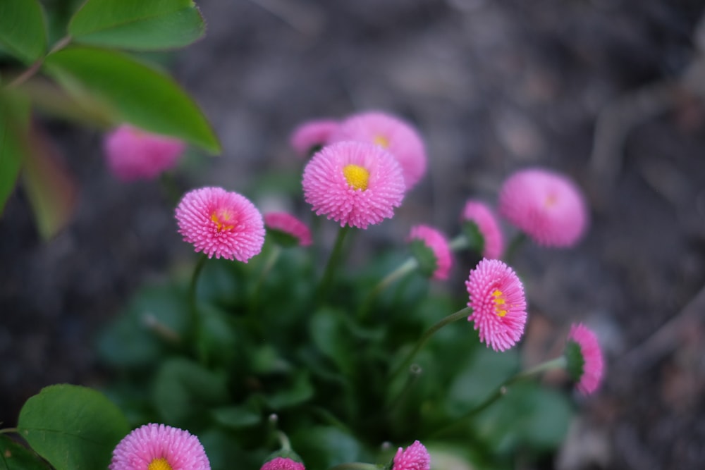 a group of pink flowers with green leaves