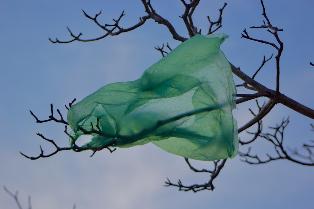 a plastic bag stuck in a tree branch